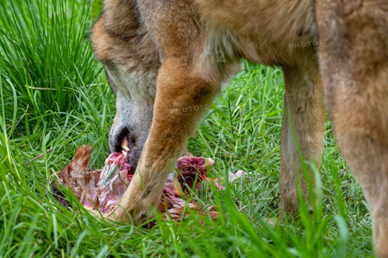 Eurasian wolf (Canis lupus lupus) close-up of grey wolf eating killed bird prey in grassland, meadow. Captive