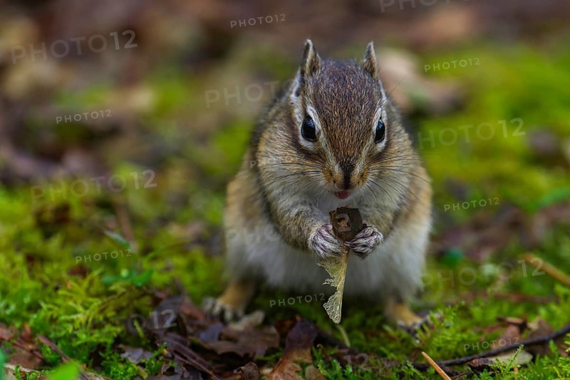 Siberian chipmunk (Eutamias sibiricus) in a forest in Tilburg Noord Brabant in the Netherlands
