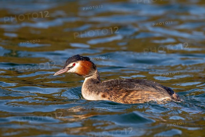 Great crested grebe (Podiceps scalloped ribbonfish) swimming on a lake, Reintaler See, Breitenbach, Tyrol, Austria