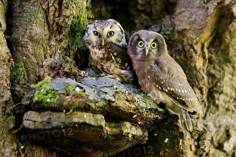 Great Horned Owl (Aegolius funereus), Great Horned Owl, adult, juvenile, on tree, on guard, watchful, in summer, Šumava, Czech Republic