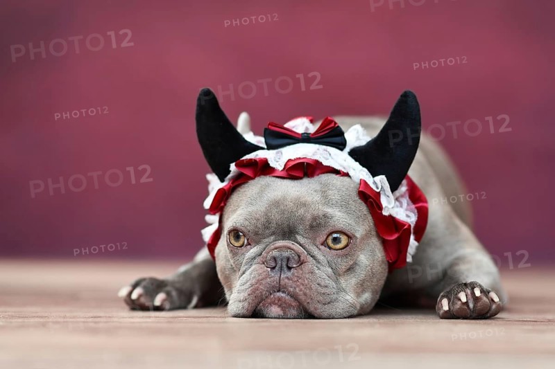 Lilac French Bulldog dog wearing red devil horn headband with ribbon in front of red background