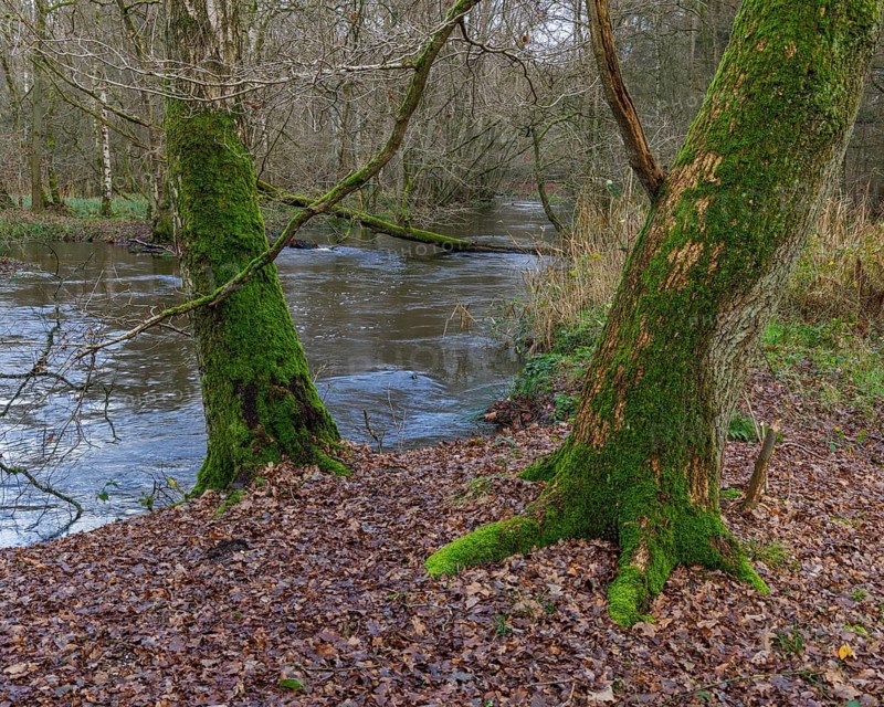 Landscape in the Elmpter Schwalmbruch, Niederkrüchten, North Rhine-Westphalia, Germany