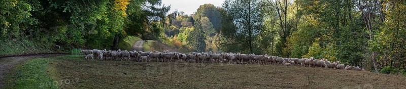 A herd of Merinoland sheep in a pasture fence in a valley in Franconian Switzerland, Thuisbrunn, Upper Franconia, Bavaria, Germany