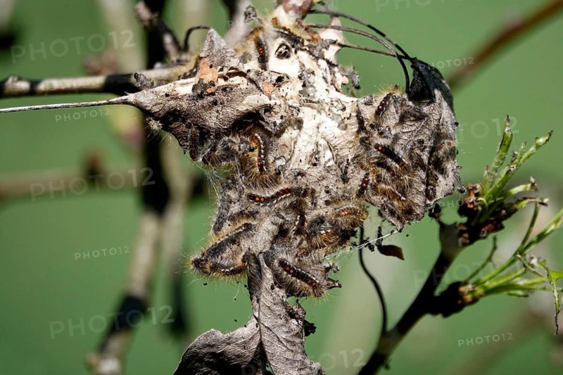Brown-tail, caterpillars, spring, Germany