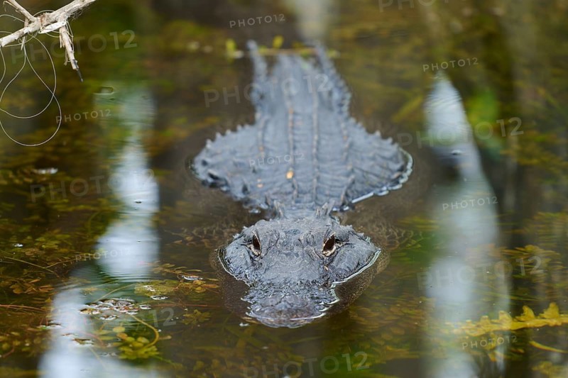 American alligator (Alligator mississippiensis), in the water, spring, Shark valley, Everglades National Park, Florida, USA