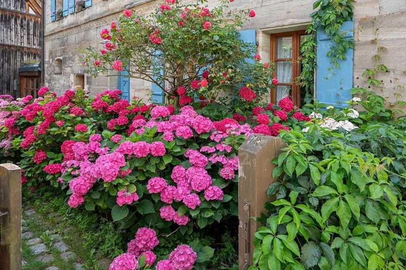 Hydrangea in bloom in the front garden of an old Franconian farmhouse, Ödenberg, Middle Franconia, Bavaria, Germany