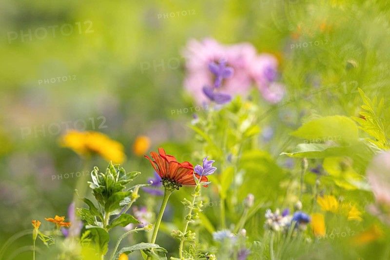 Colorful flowery spring meadow. empty space. Swarzedz, Poland