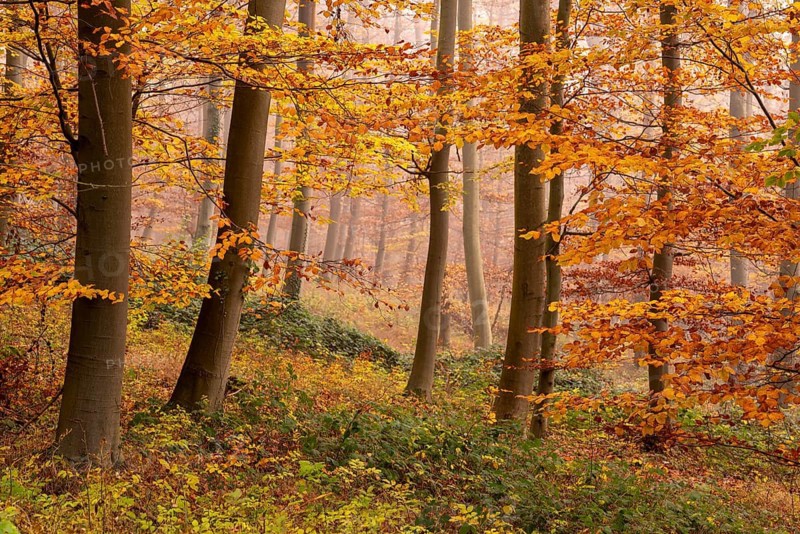 Autumnal forest scene in a foggy beech forest with bright orange foliage, Bad Pyrmont, Lower Saxony, Germany