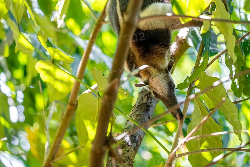 Northern tamandua (Tamandua mexicana), anteater foraging on a branch, in the rainforest, Corcovado National Park, Osa, Puntarena Province, Costa Rica