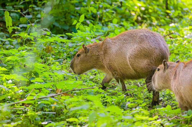 A (greater) capybara (Hydrochoerus hydrochaeris) searches for food in the dense riparian vegetation of a river