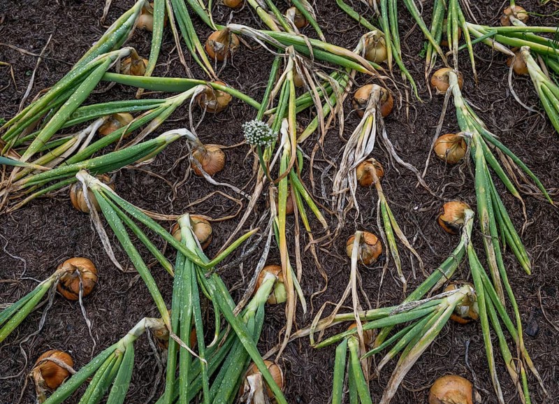 Onions (Allium cepa), onions in a bed, fruit and vegetable garden, Inverewe Gardens, Poolewe, Loch Ewe, Highlands, Highlands, Scotland, Great Britain
