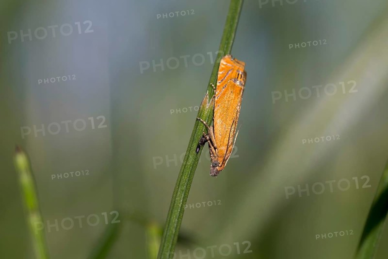 Lathronympha strigana, moth, insect, blade of grass, A moth with light reddish-brown wings