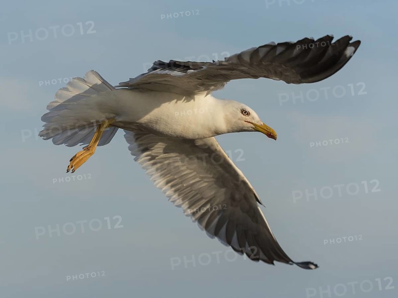 European Herring Gull (Larus argentatus) flying, Schleswig-Holstein, Germany