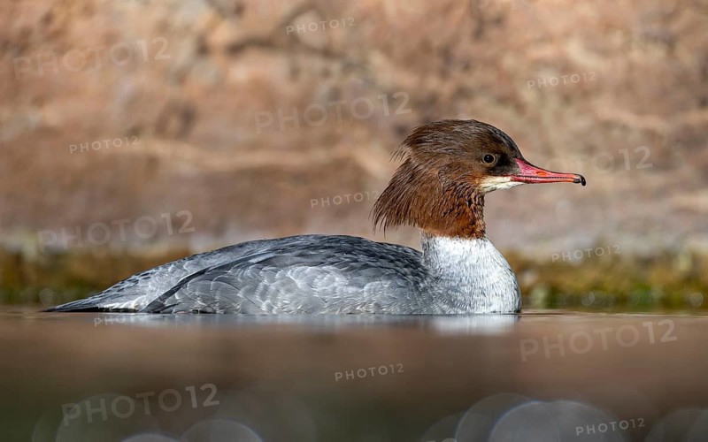 Goosander (Mergus merganser), female, swimming at the water's edge, captive, Alpine Zoo, Innsbruck, Tyrol, Austria