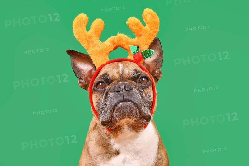 Fawn French Bulldog dog wearing Christmas reindeer antler headband in front of green background