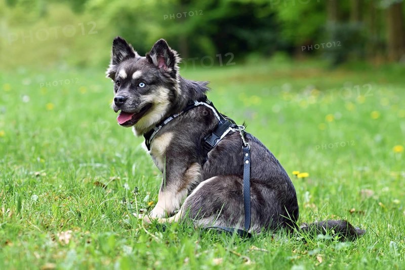 Siberian Husky x Bulldog dog mix with Y-shaped harness on grass