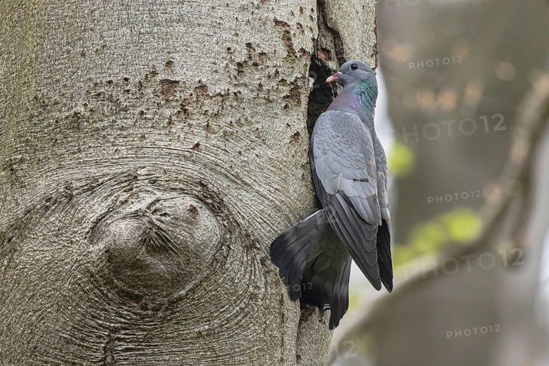 Stock Dove (Columba oenas), North Rhine-Westphalia, Germany
