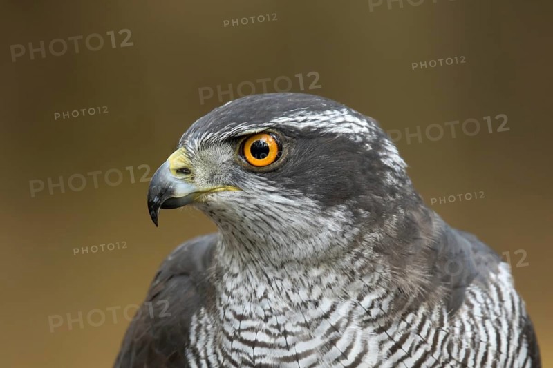 Havik, northern goshawk, Accipiter gentilis