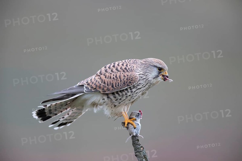 Common Kestrel (Falco tinnunculus) female perched on a branch eating a mouse, North Rhine-Westphalia, Germany