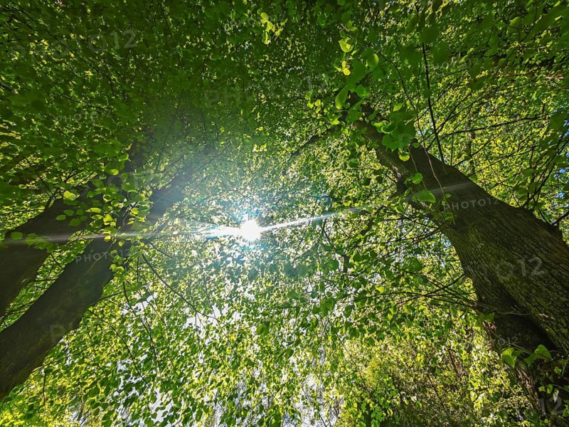 View upwards, tree avenue in Sieseby, forest of leaves, backlit photograph, sunbeams, Thumby, Schwansen landscape, gravestones, Schleswig-Holstein, Germany