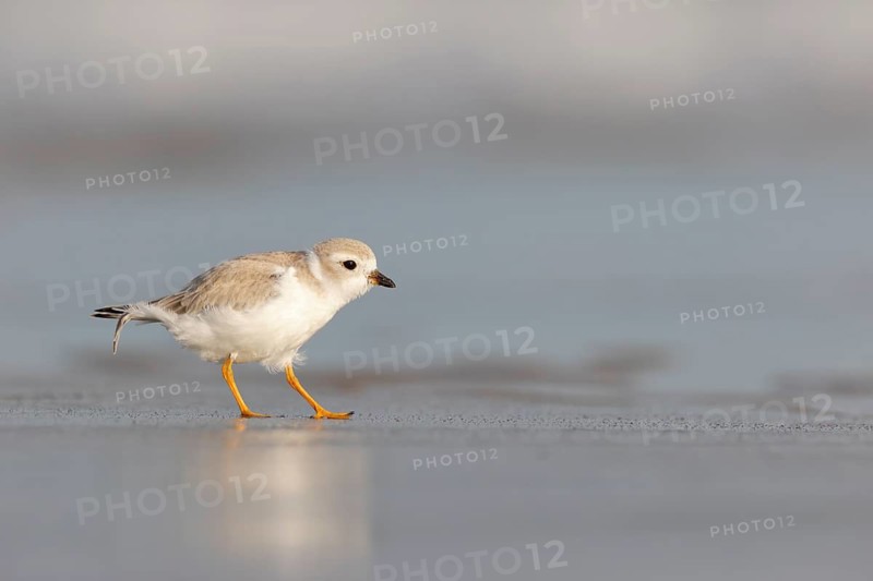 Piping Plover (Charadrius melodus) on the beach, Massachusetts, USA