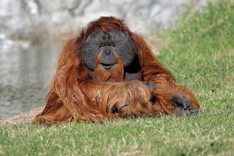 Sumatran orangutan (Pongo abelii) in captivity