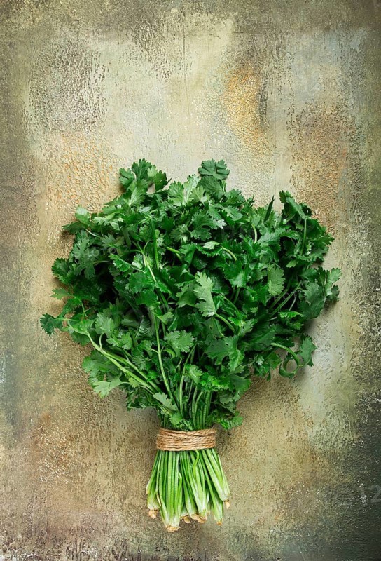 A bouquet of fresh coriander, a bunch of coriander on the table, top view