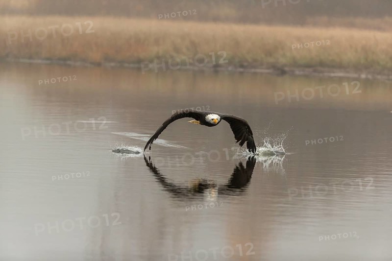 One Bald Eagle, Haliaeetus leucocephalus, flying over a small pond with reed gras on a foggy cold autumn day