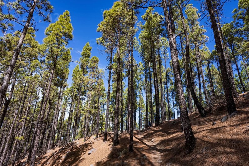 Pine forest around the summit of El Campanario, Gran Canaria, Canary Islands, Spain