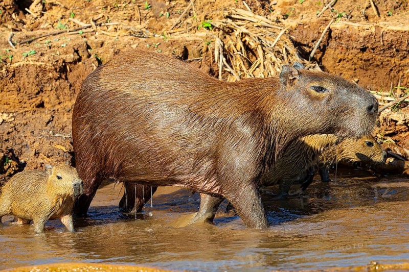 Capybara (Hydrochaeris hydrochaeris) Pantanal Brazil