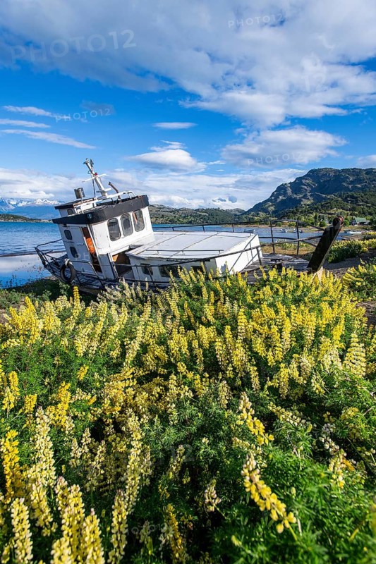 Lupinus albus fishing boat surrounded by yellow flowering lupines on the beach, Lago General Carrera, also known as Lago Chelenko, Puerto Rio Tranquilo, Aysen region, Patagonia, Chile