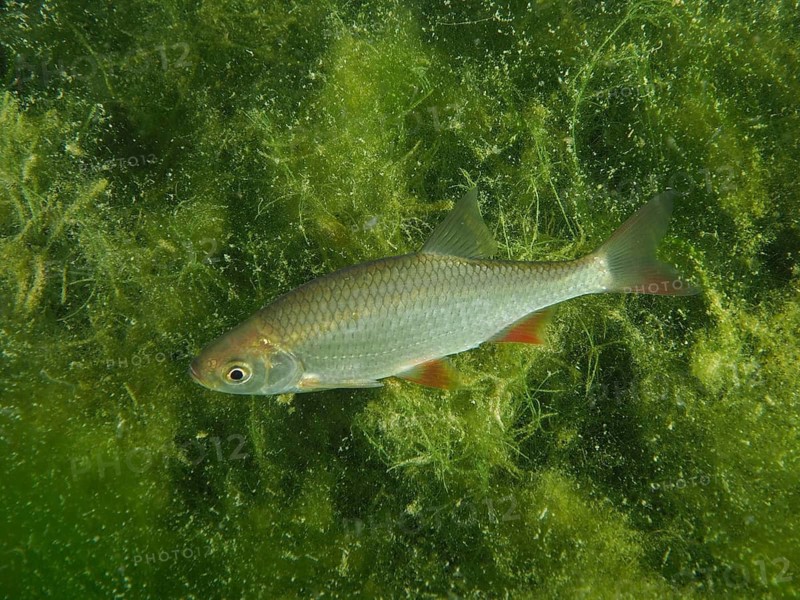 A rudd (Scardinius erythrophthalmus), redfin, roach, roach, roach, roach lead, surrounded by green algae in the water, dive site Wildsau, Berlingen, Lake Constance, Switzerland, Germany