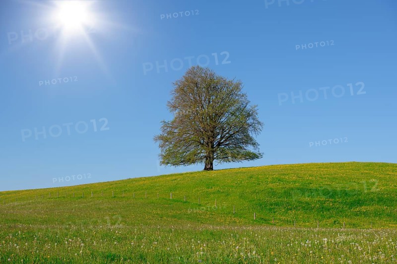 A single tree stands on a flowering hill under a clear blue sky with bright sunshine, copper beech (Fagus sylvatica) near Füssen, Ostallgäu, Allgäu, Bavaria, Germany