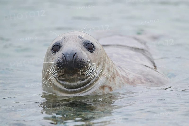 Grey seal (Halichoerus grypus) looking out of the water while swimming in the sea, Düne, Helgoland, Schleswig-Holstein, Germany
