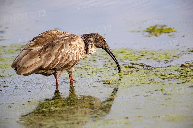 Plumbeous ibis (Harpiprion caerulescens) Pantanal Brazil