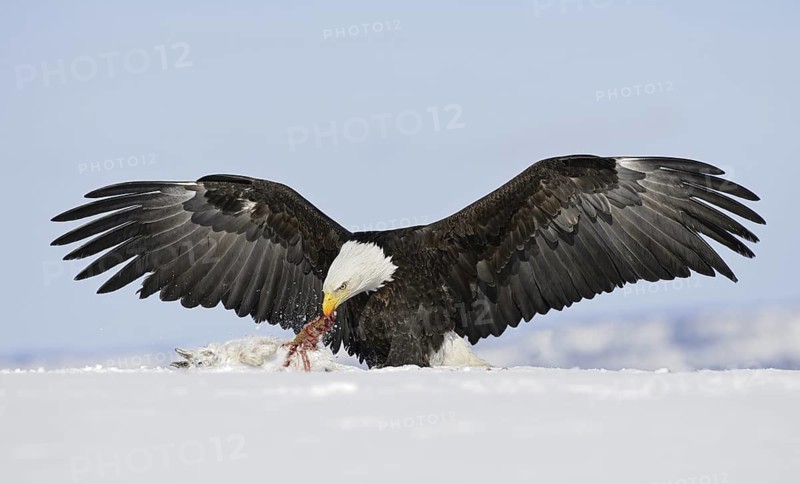 Bald Eagle (Haliaeetus leucocephalus), Alaska, USA