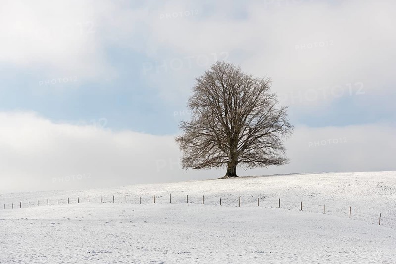 A lonely tree on a snow-covered hill in a quiet winter landscape, Rieden, Ostallgäu, Allgäu, Swabia, Upper Bavaria, Bavaria, Germany