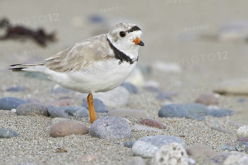Piping Plover (Charadrius melodus), Newfoundland, Canada