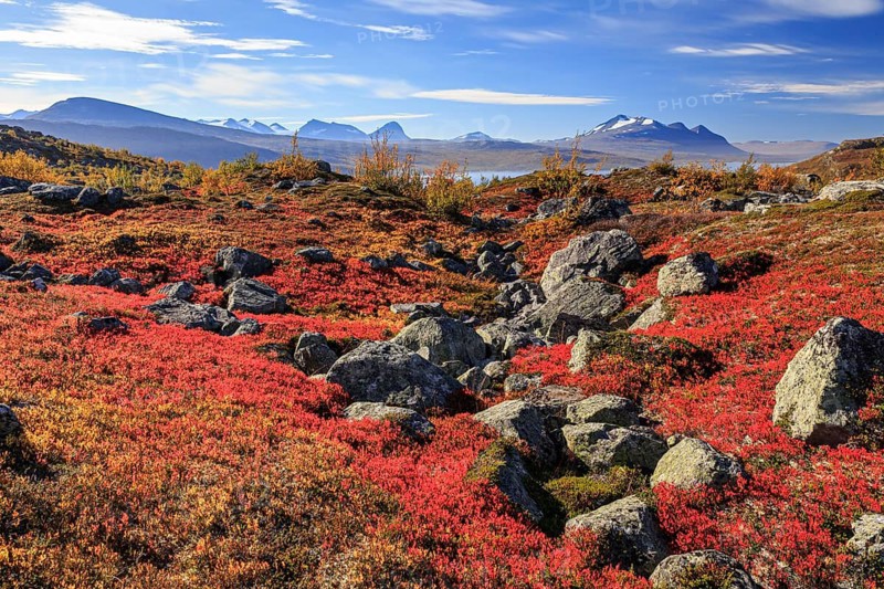 Autumn coloured blueberry bushes, red, sunny, stones, autumn, mountains, Stora Sjöfallet National Park, Kungsleden, view of Akka, Laponia, Lapland, Sweden