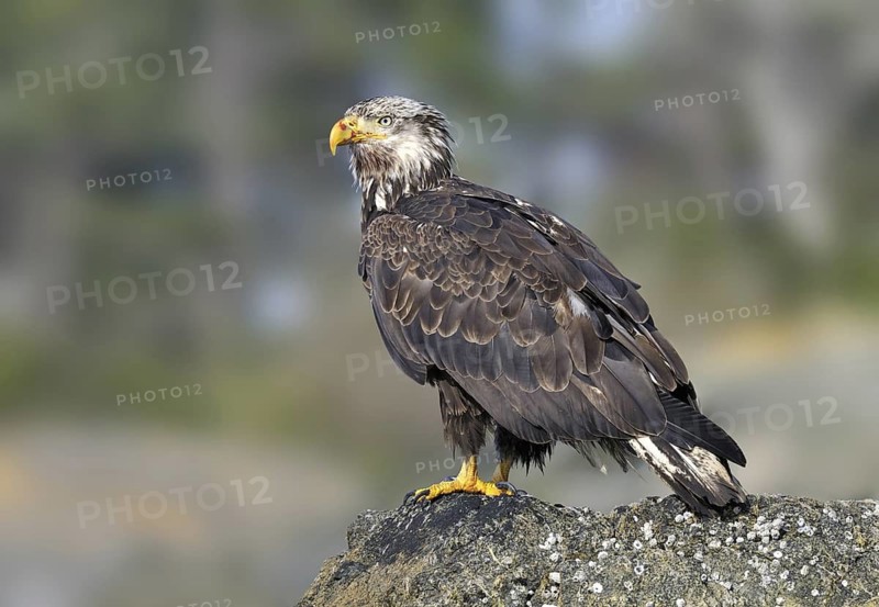 Bald Eagle (Haliaeetus leucocephalus), British Columbia, Canada