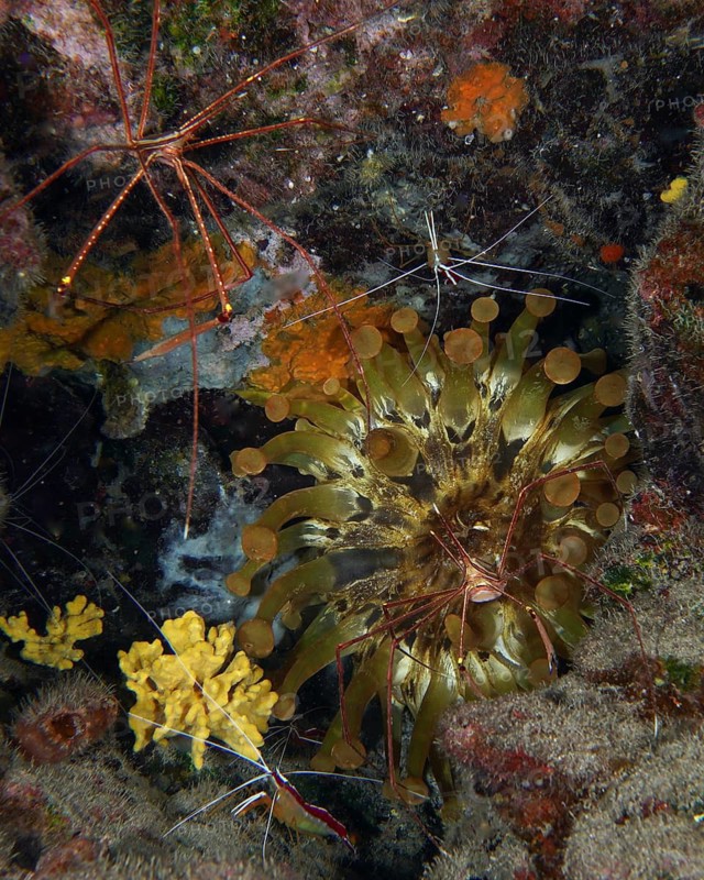 Club anemone (Telmatactis cricoides) with brown and yellow tentacles in a crevice. Dive site Roca Jolia, Las Galletas, Tenerife, Canary Islands, Spain