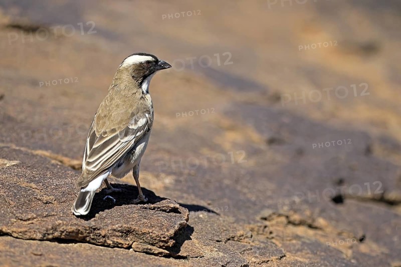 White-browed Weaver (Plocepasser mahali), adult male, on the ground, alert, Mountain Zebra National Park, Eastern Cape, South Africa