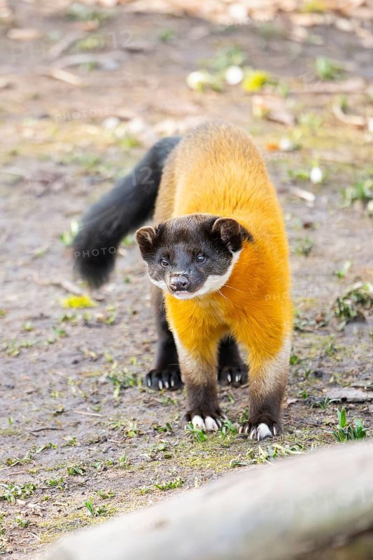Yellow-throated marten (Martes flavigula) in a forest, captive, Germany