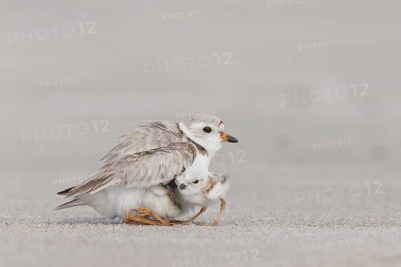 Piping Plover (Charadrius melodus) with chicks, Massachusetts, USA