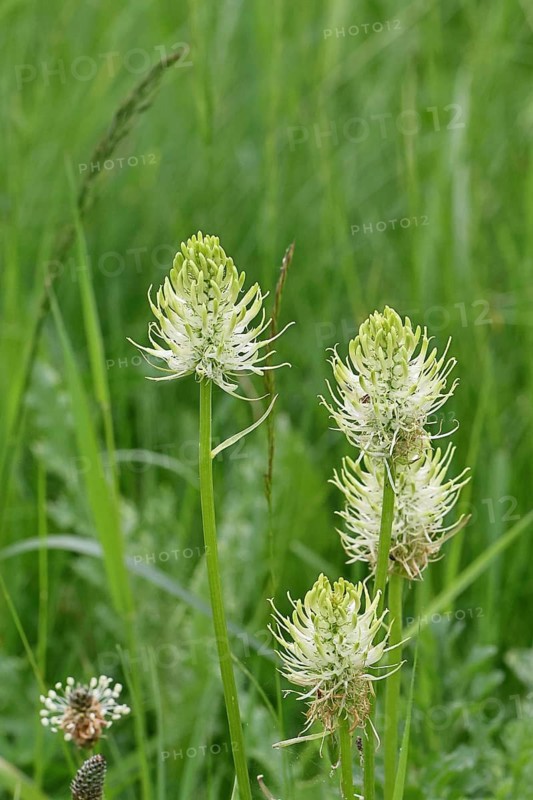 Spiked rampion (Phyteuma spicatum), greenish-white flowers in a forest clearing, Wilnsdorf, North Rhine-Westphalia, Germany