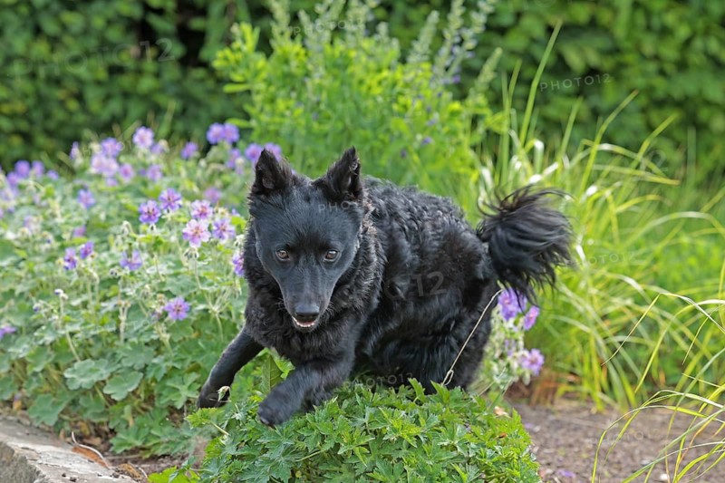 Mudi, Hungarian Shepherd Dog, Very rare