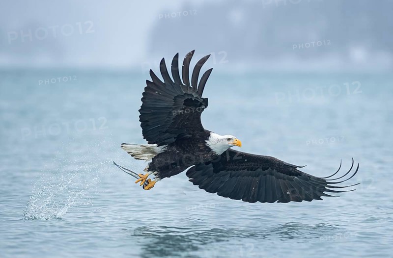Bald Eagle (Haliaeetus leucocephalus) hunting, Alaska, USA