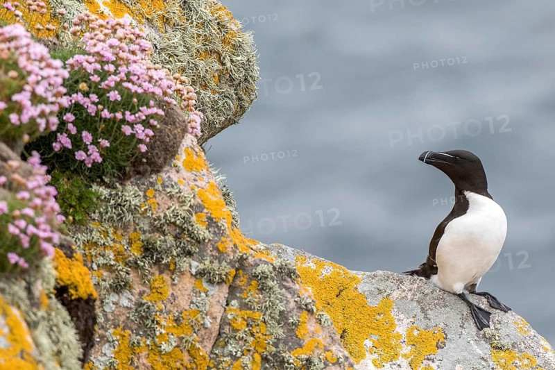 Razorbill (Alca torda islandica), Saltee Islands, Ireland