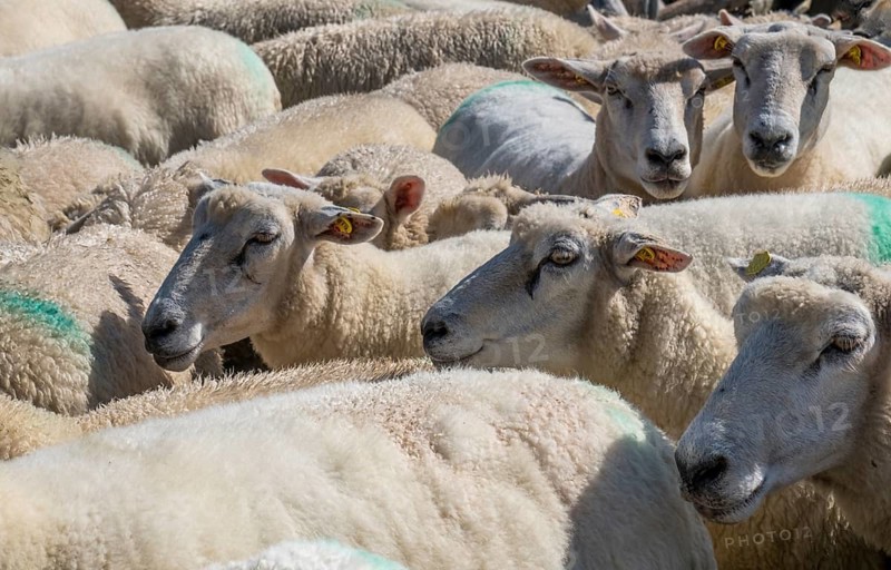 A close-up group of sheep with dense wool in a rural setting, North Sea island of Föhr, Schleswig-Holstein, Germany