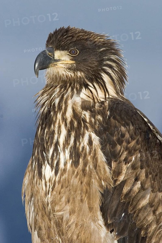 Bald Eagle (Haliaeetus leucocephalus), Alaska, USA